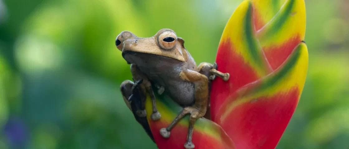 Living in Puntarenas, Costa Rica: The Complete Guide